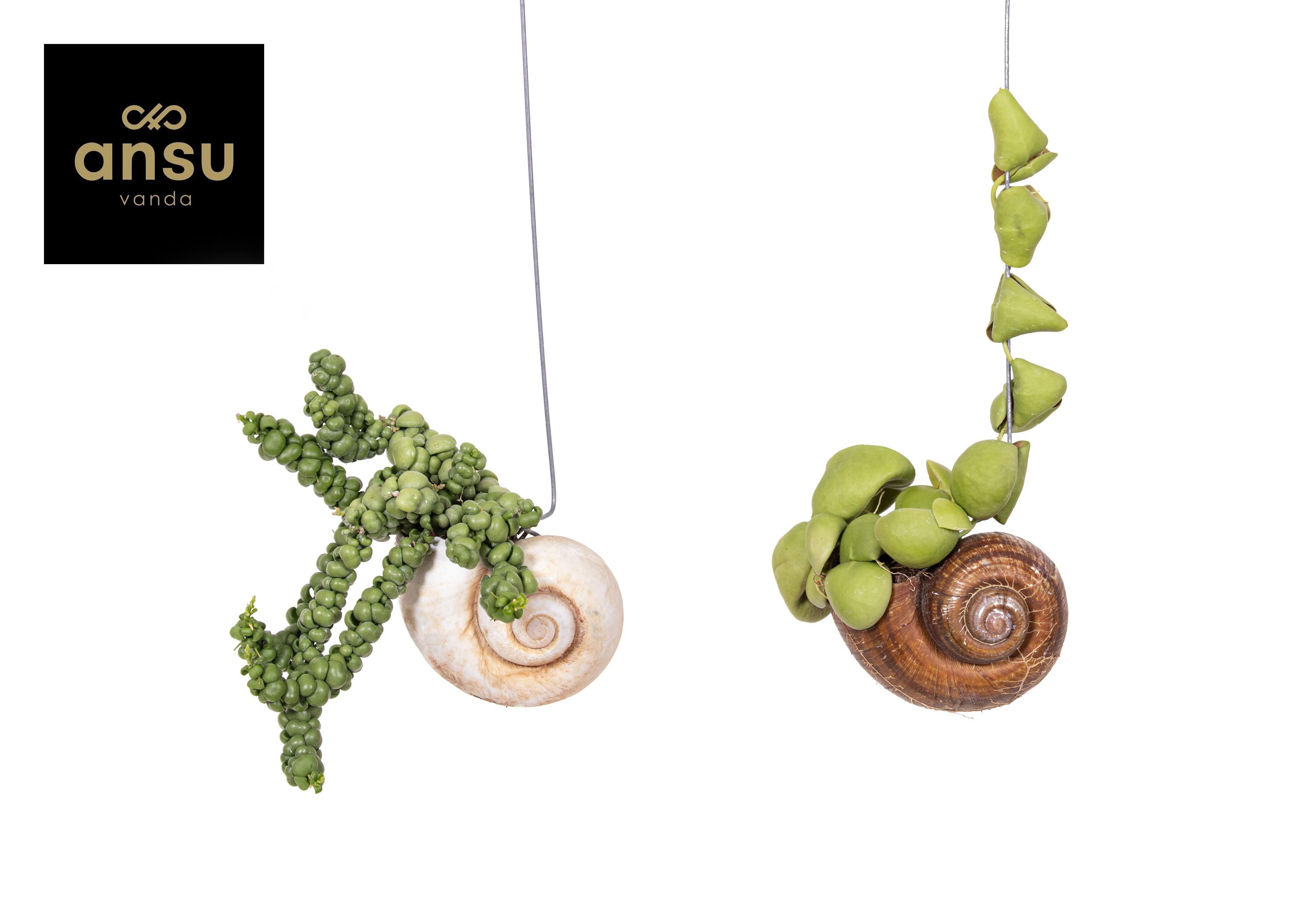 Горшечные цветы и растения оптом Dischidia Shelly Hang (los) от 6шт из Голландии с доставкой по России