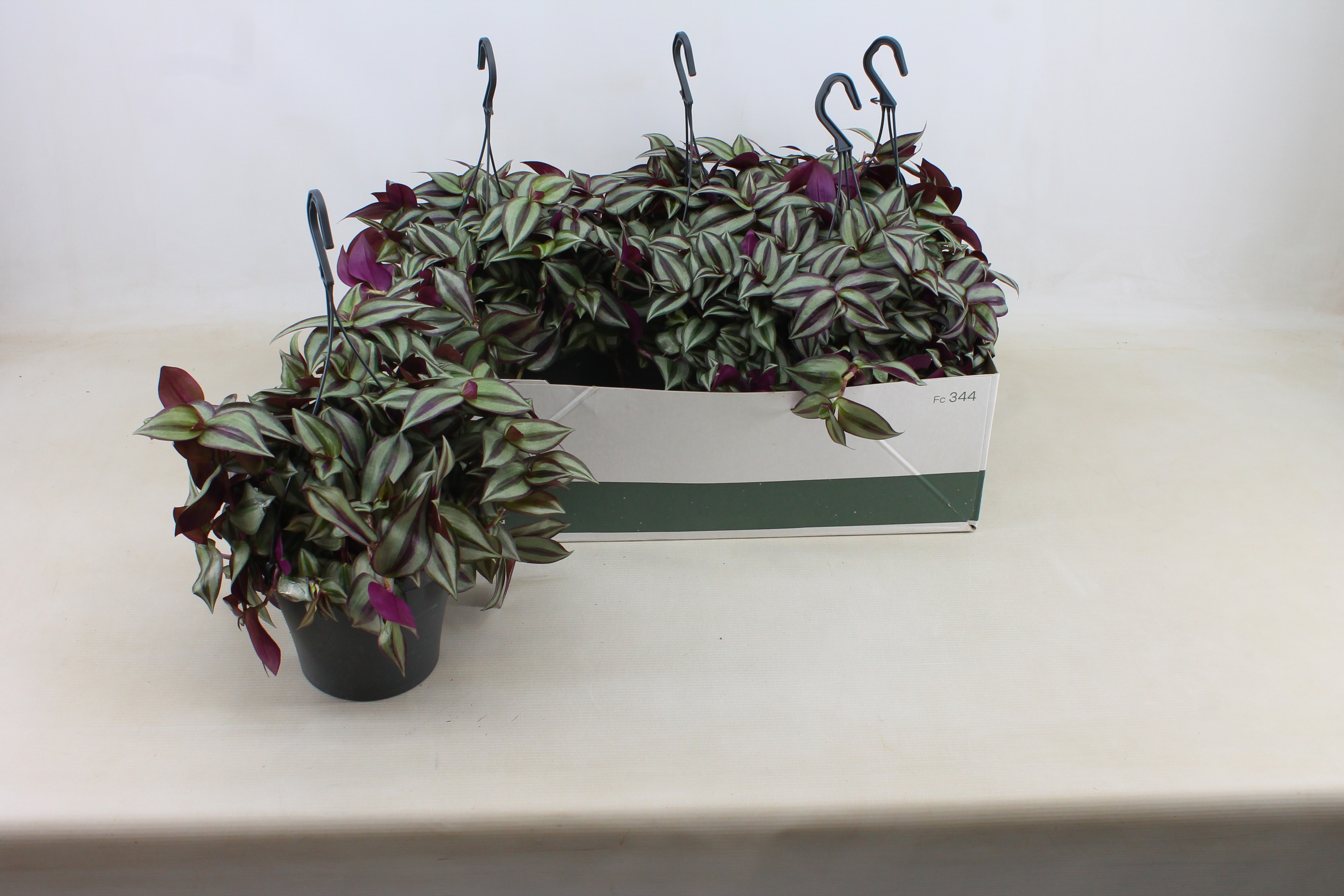 Горшечные цветы и растения оптом Trad Ze Purpusii от 5шт из Голландии с доставкой по России