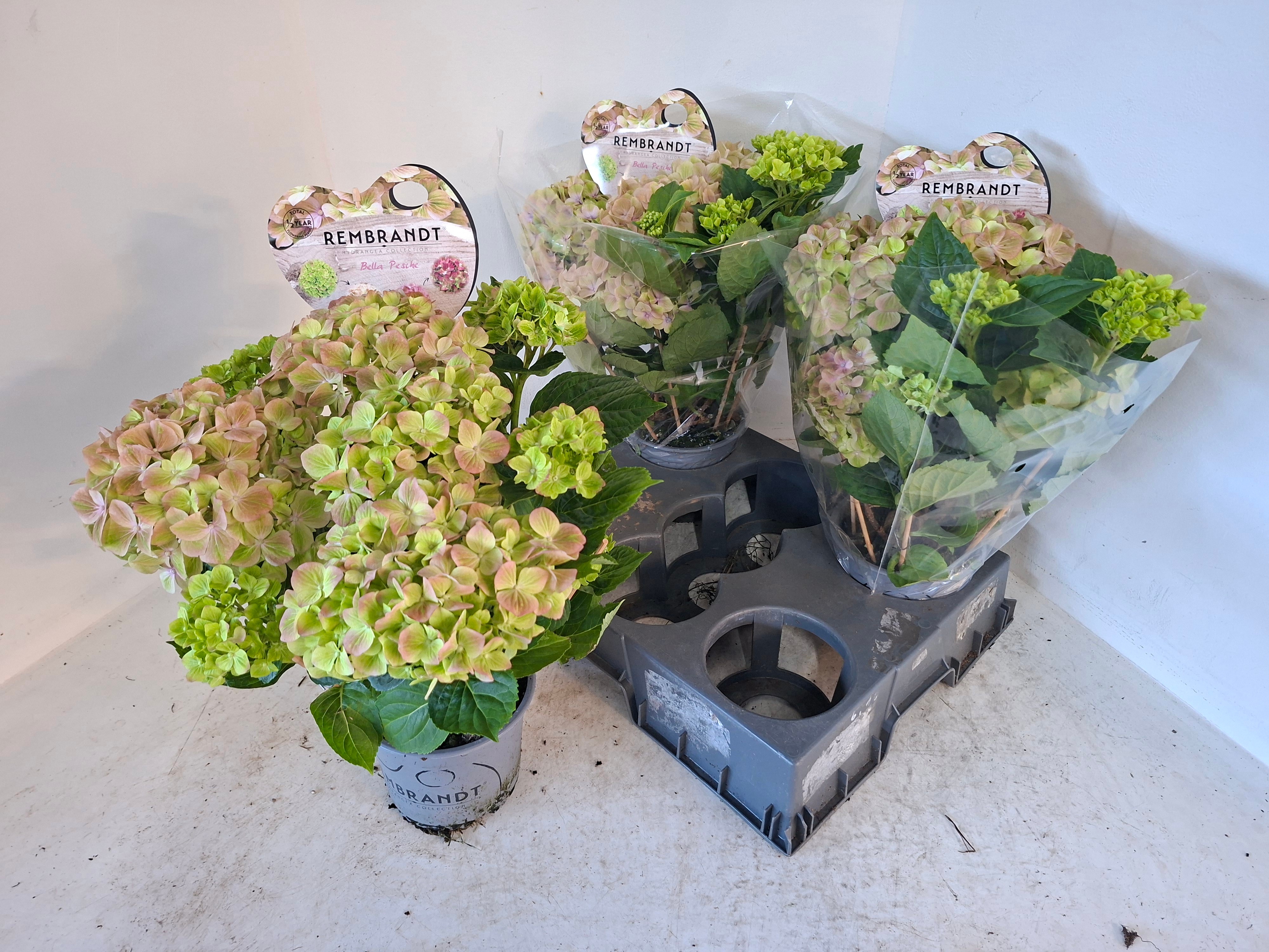 Горшечные цветы и растения оптом Hydr M Rembr Bel Pes от 3шт из Голландии с доставкой по России