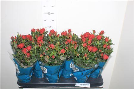 Горшечные цветы и растения оптом Ro Red Star от 12шт из Голландии с доставкой по России