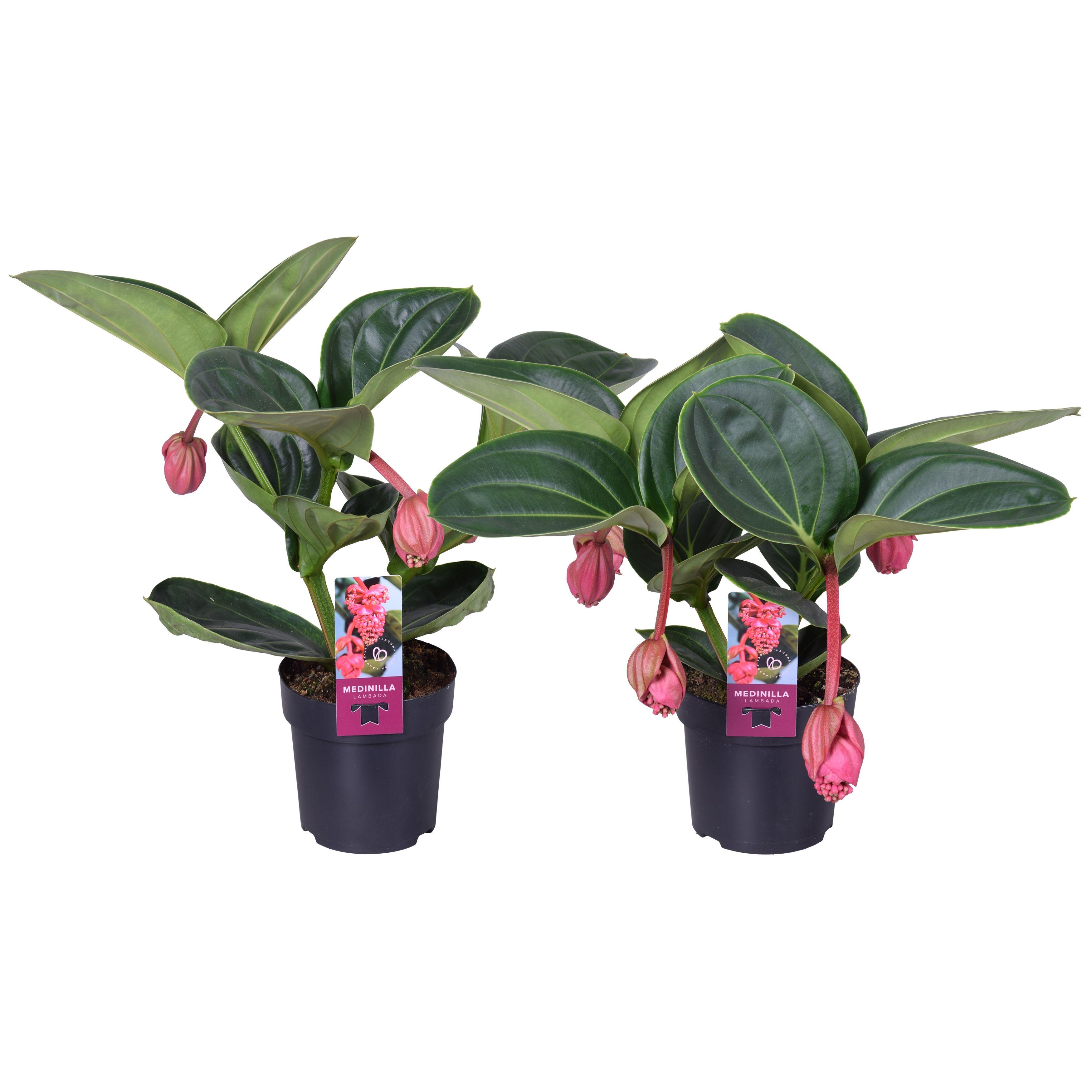 Горшечные цветы и растения оптом Medinilla Magnifica Lambada 2 Etage 3/4 Knop от 1шт из Голландии с доставкой по России