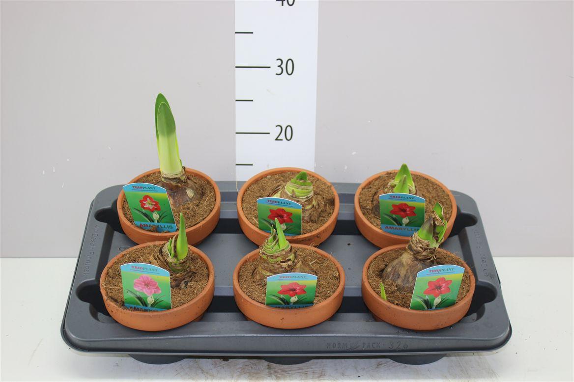 Горшечные цветы и растения оптом Hipp Gemengd 2 Steel Stenen Pot от 6шт из Голландии с доставкой по России