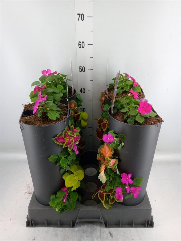 Горшечные цветы и растения оптом Perkplanten   ...         [bedding] от 4шт из Голландии с доставкой по России