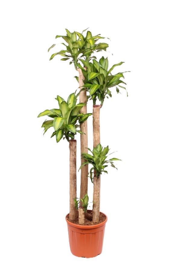 Горшечные цветы и растения оптом Dracaena Massangeana 150-120-90-60-30 от 1шт из Голландии с доставкой по России