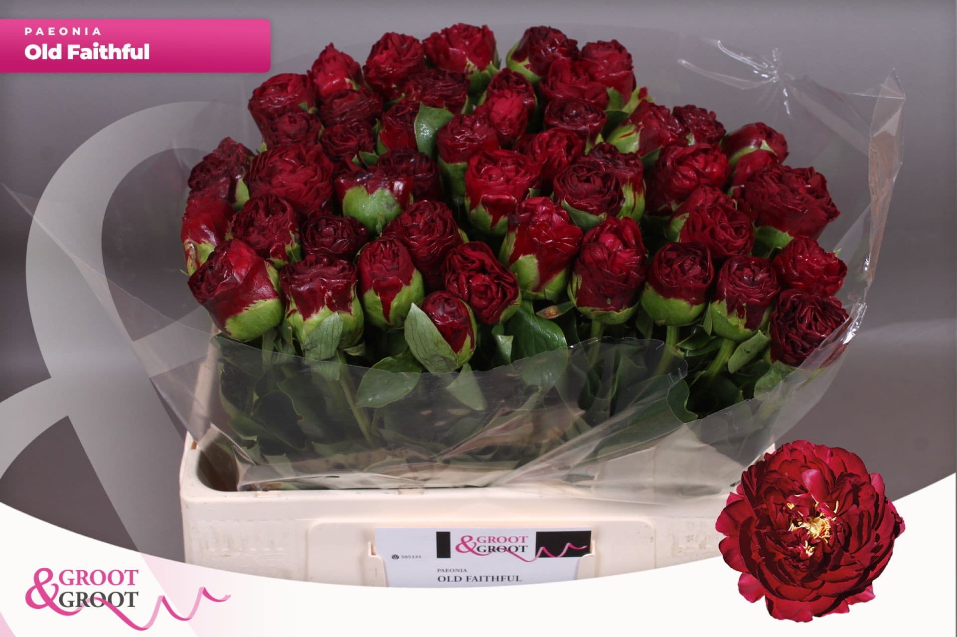 Срезанные цветы оптом Paeonia ole faithful от 50шт из Голландии с доставкой по России