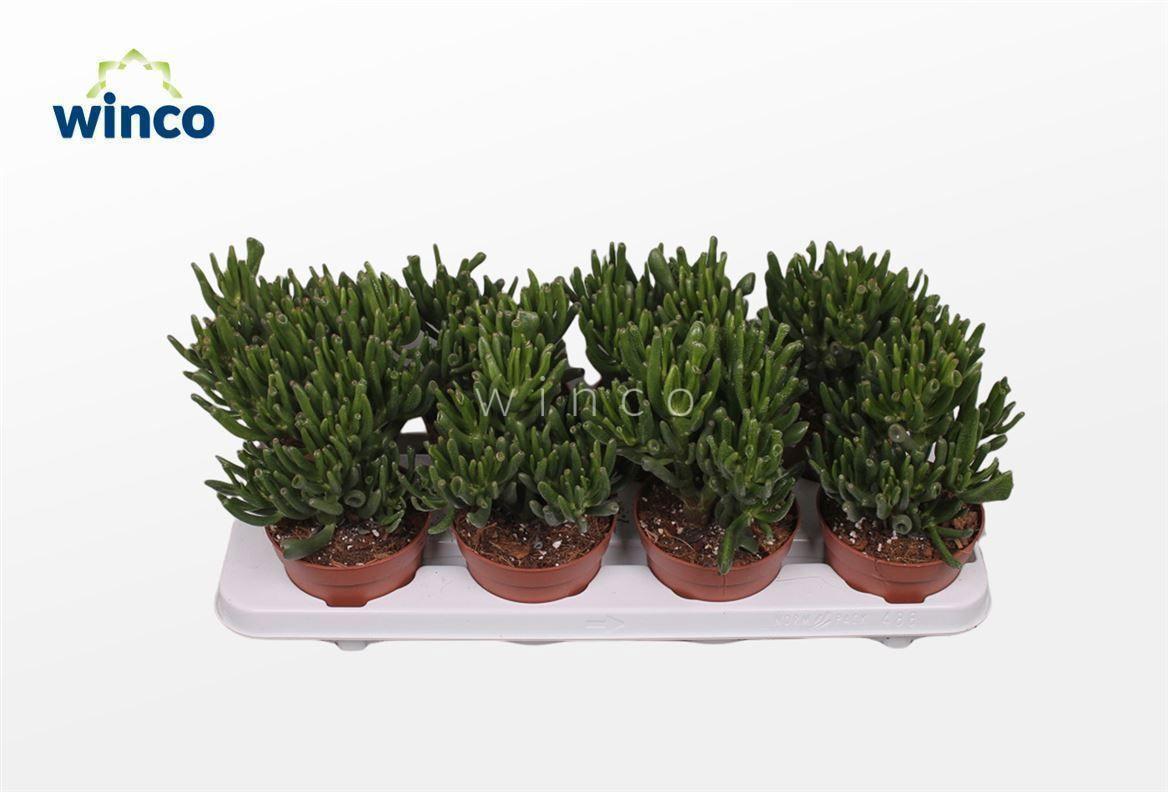 Горшечные цветы и растения оптом Crassula Hobbit от 8шт из Голландии с доставкой по России