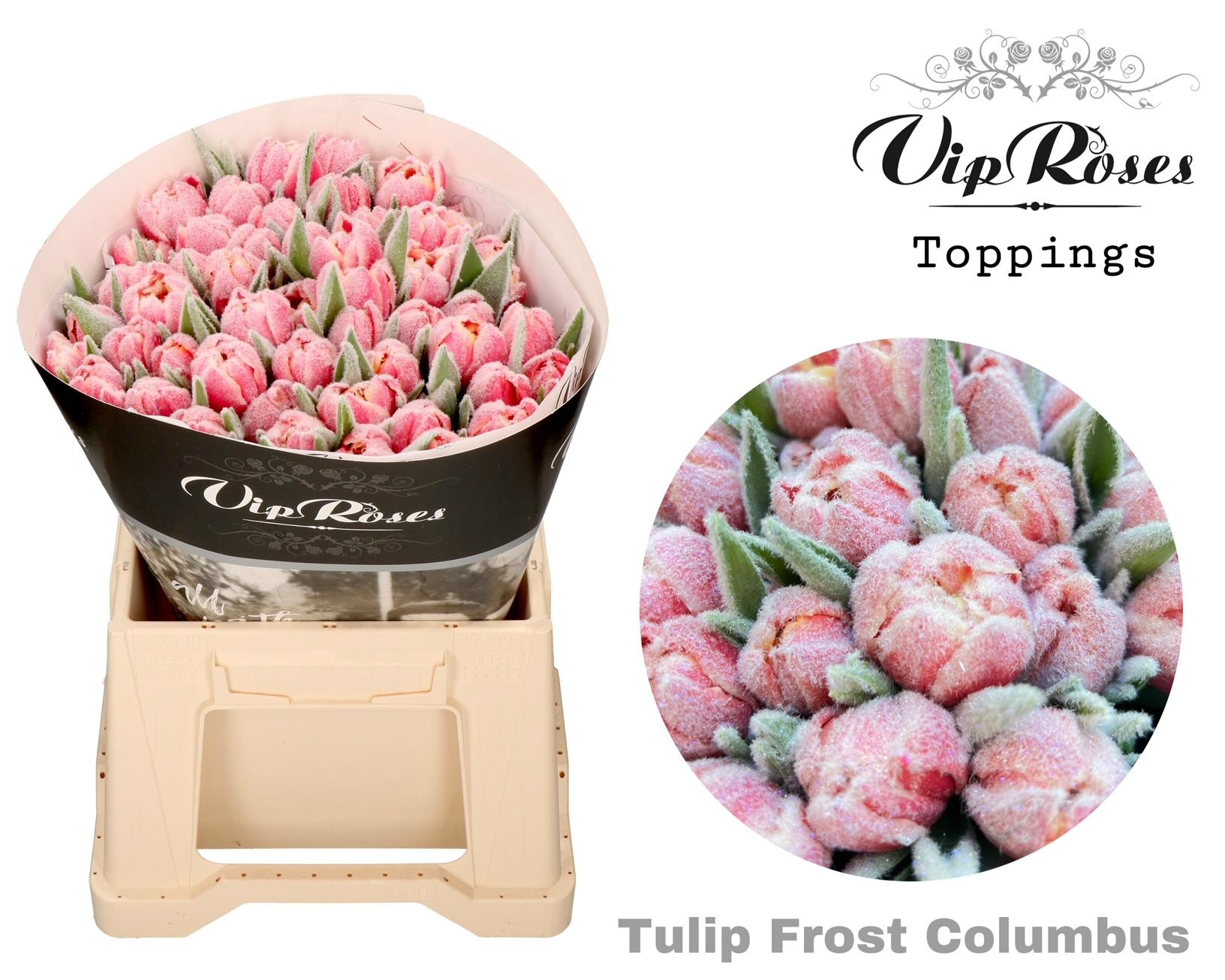 Срезанные цветы оптом Tulipa do paint frost columbus от 50шт из Голландии с доставкой по России