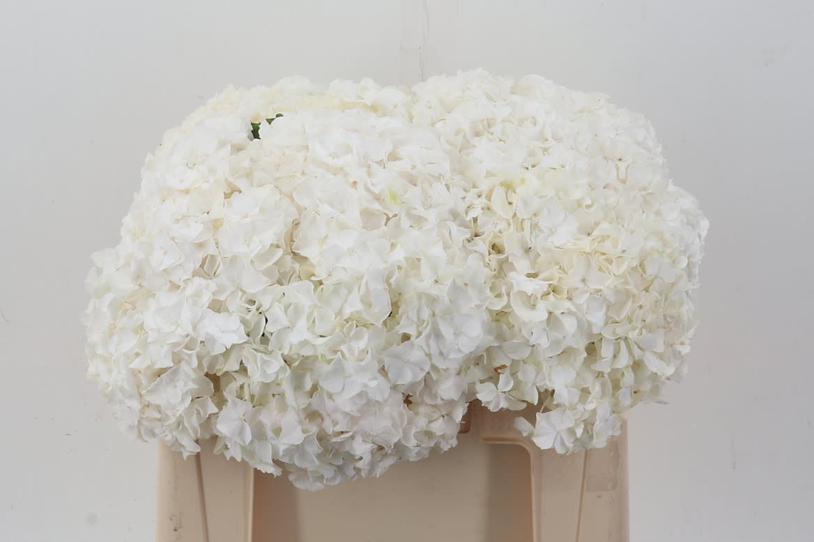 Срезанные цветы оптом Hydrangea allure от 10шт из Голландии с доставкой по России