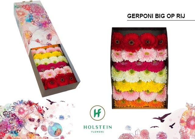 Срезанные цветы оптом Gerbera gerponi big mix in row от 50шт из Голландии с доставкой по России