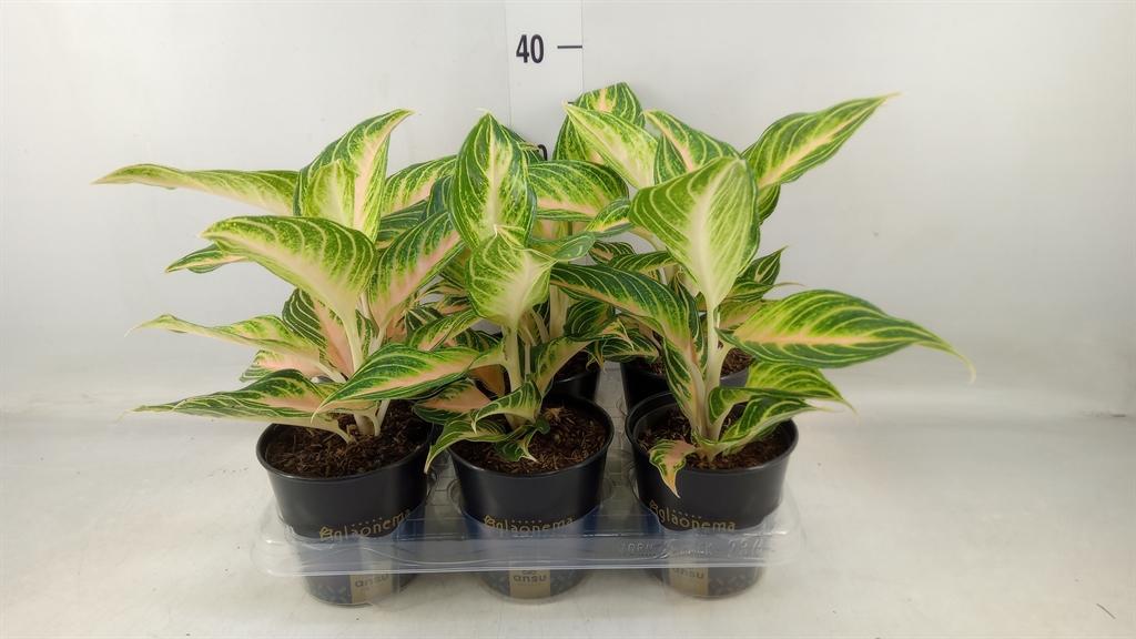 Горшечные цветы и растения оптом Aglaonema   ... от 6шт из Голландии с доставкой по России