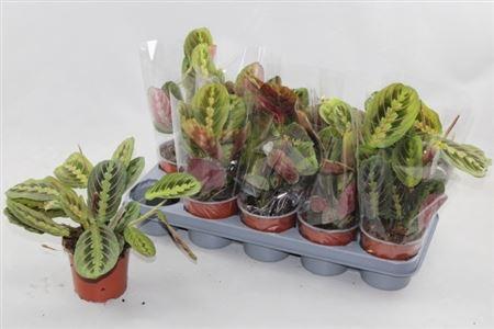 Горшечные цветы и растения оптом Maranta Fascinator A от 10шт из Голландии с доставкой по России