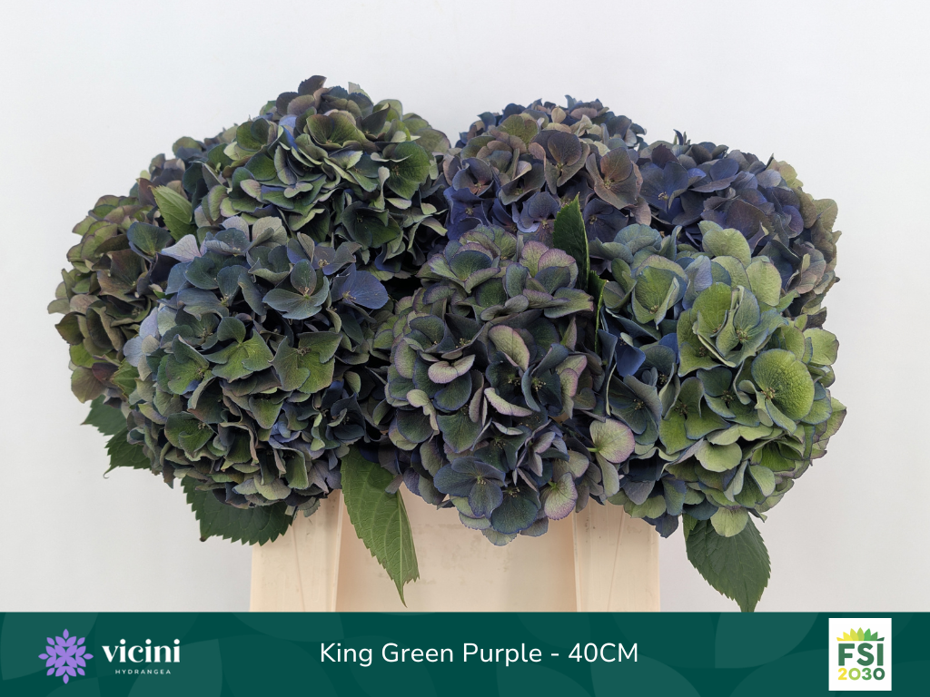 Срезанные цветы оптом Hydrangea royal king classic от 10шт из Голландии с доставкой по России