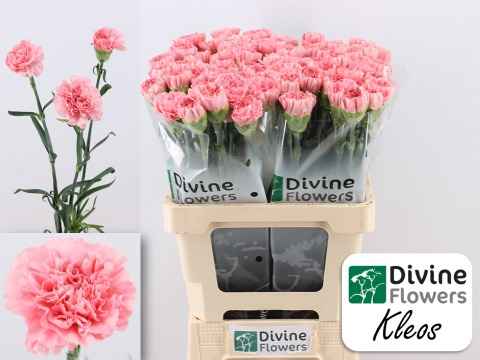 Срезанные цветы оптом Dianthus st kleos от 80шт из Голландии с доставкой по России