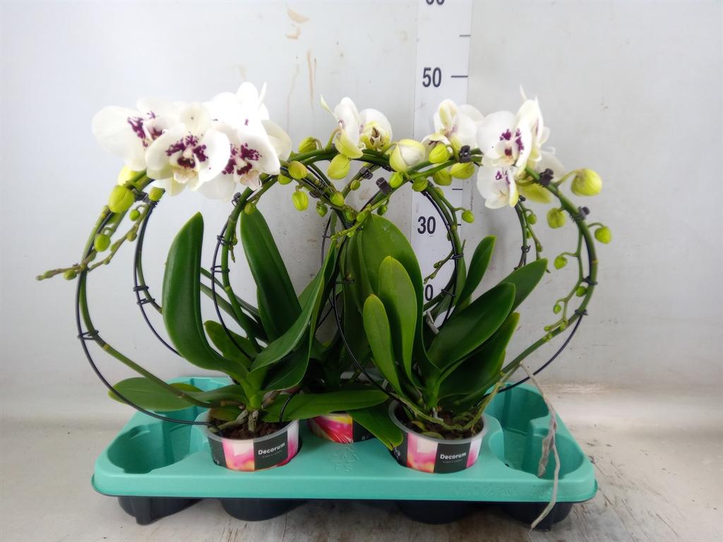 Горшечные цветы и растения оптом Phalaenopsis   ... от 5шт из Голландии с доставкой по России