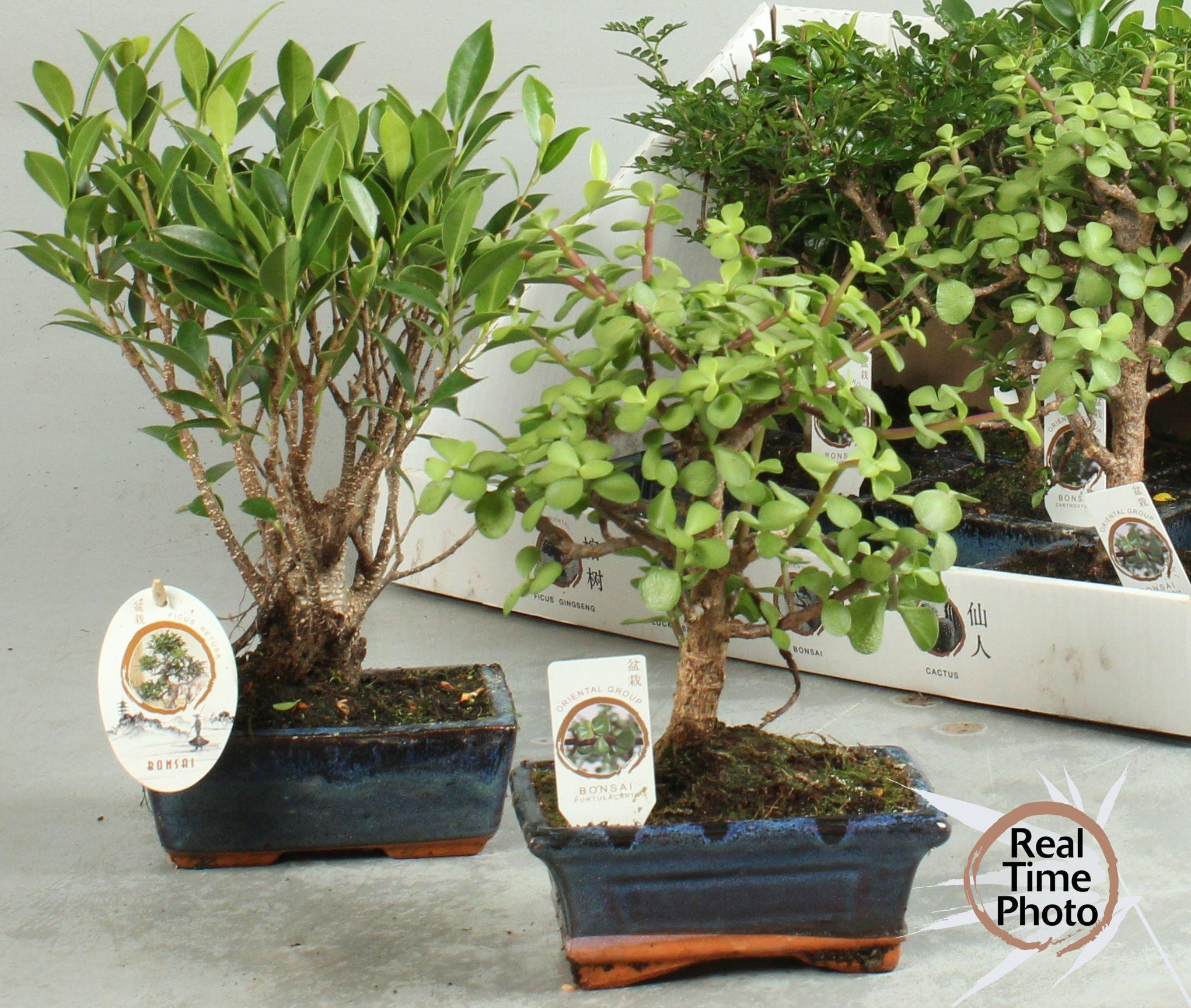 Горшечные цветы и растения оптом Bonsai Gem от 8шт из Голландии с доставкой по России