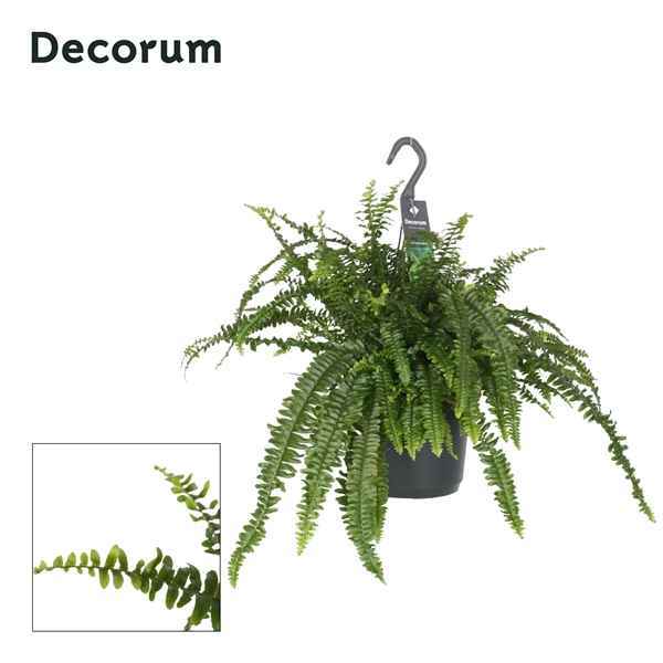 Горшечные цветы и растения оптом Nephrolepis Exaltata Green Lady Hangpot (decorum) от 6шт из Голландии с доставкой по России