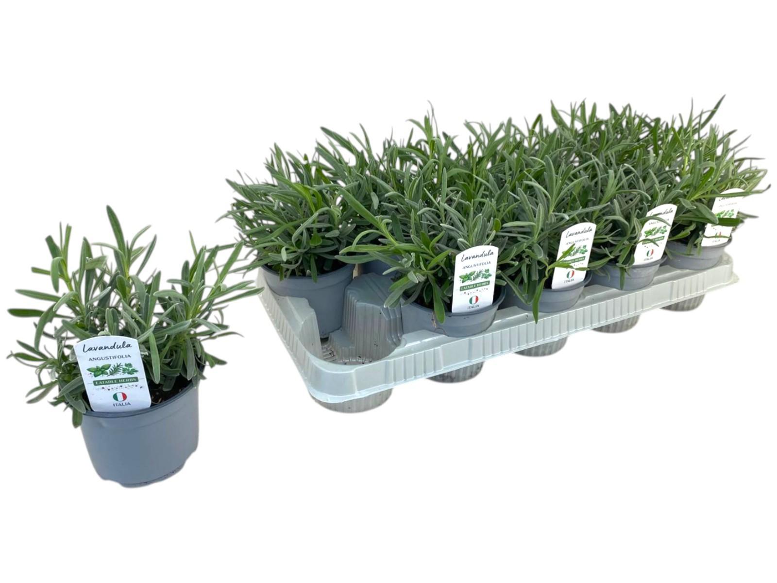Горшечные цветы и растения оптом Lavandula Angustifolia P12 от 10шт из Голландии с доставкой по России
