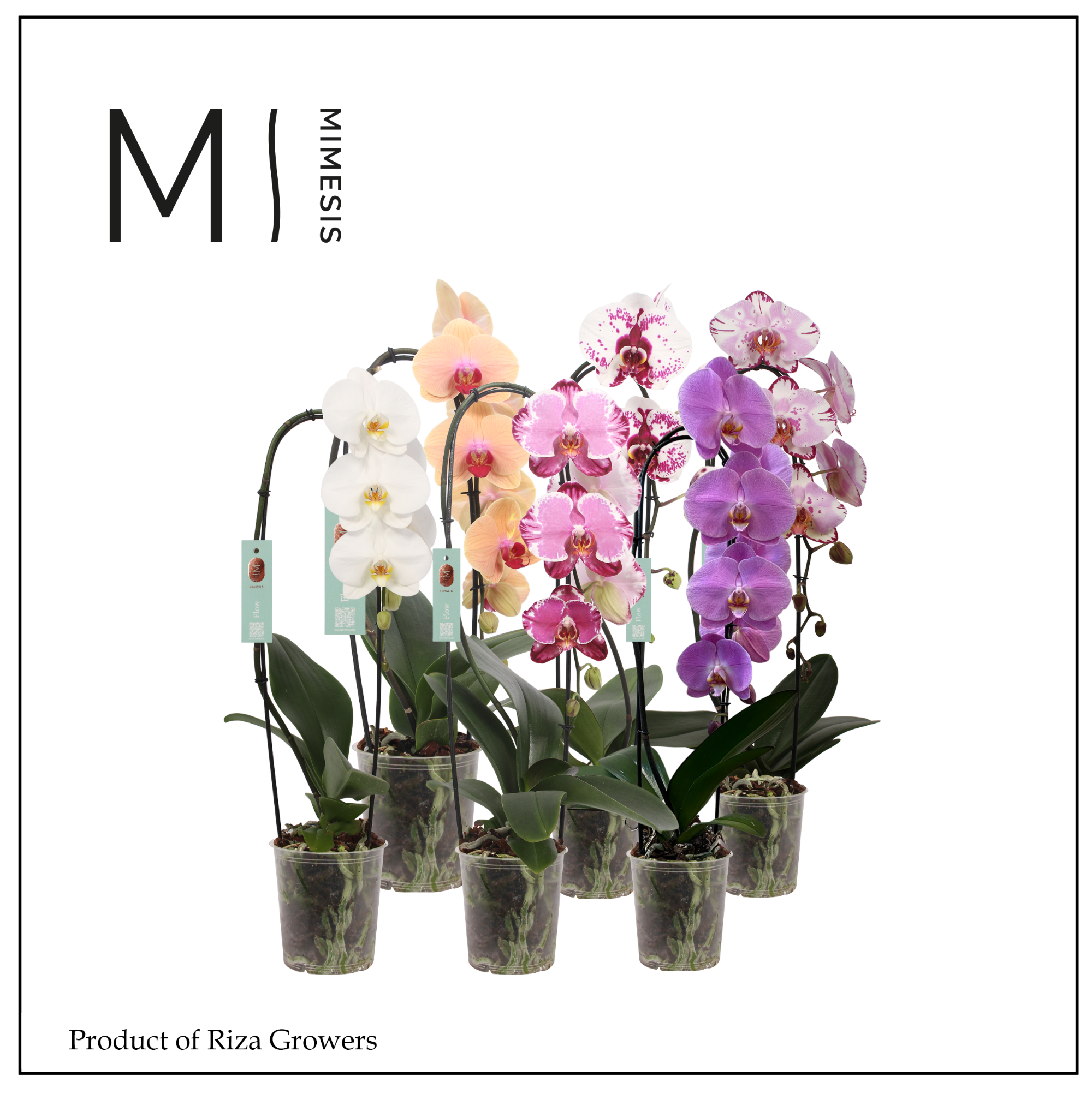 Горшечные цветы и растения оптом Phal 1st Flow Mix 6+ (mimesis) от 8шт из Голландии с доставкой по России