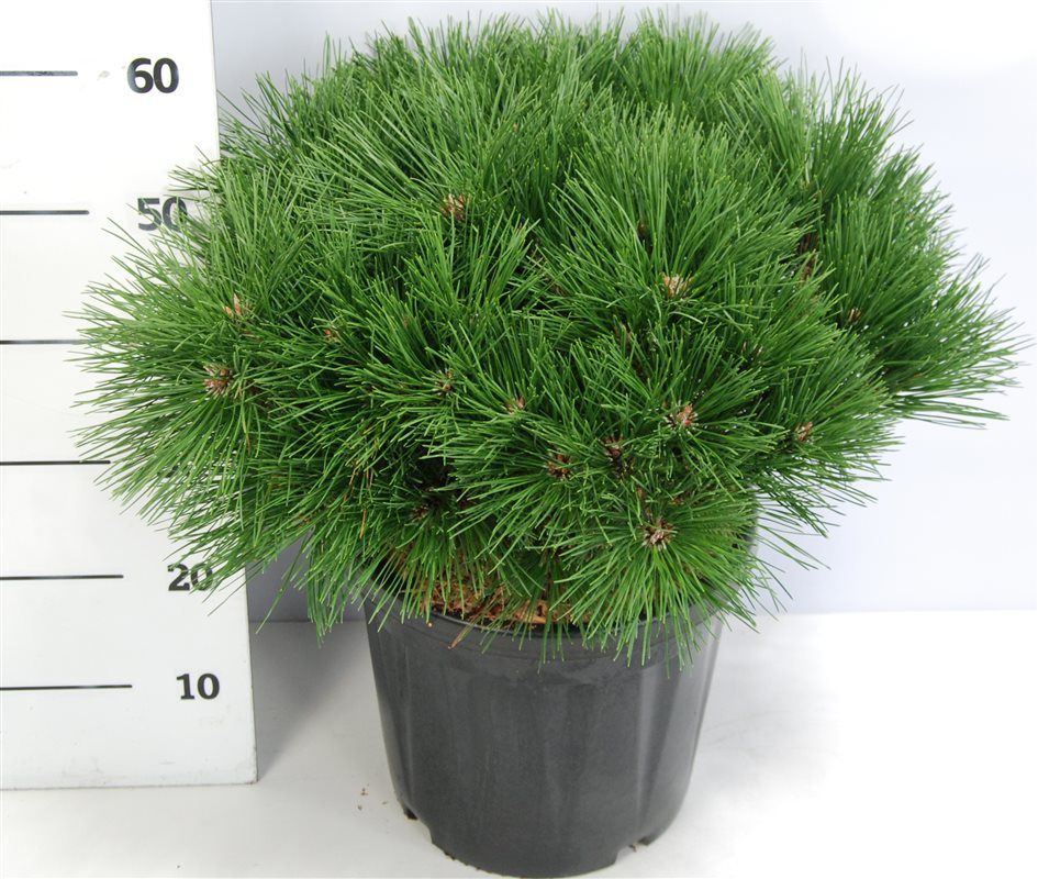 Горшечные цветы и растения оптом Pinus Nigra Pierrick Bregeon от 1шт из Голландии с доставкой по России