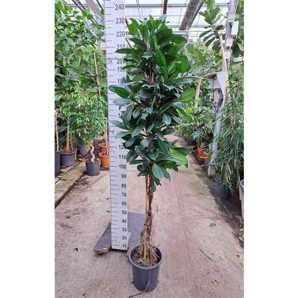 Горшечные цветы и растения оптом Ficus Cyathistipula Twisted Stem от 1шт из Голландии с доставкой по России