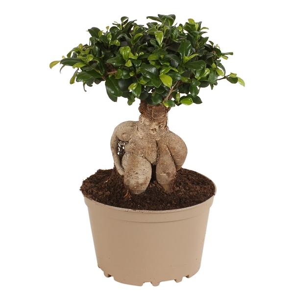 Горшечные цветы и растения оптом Ficus Ginseng от 3шт из Голландии с доставкой по России