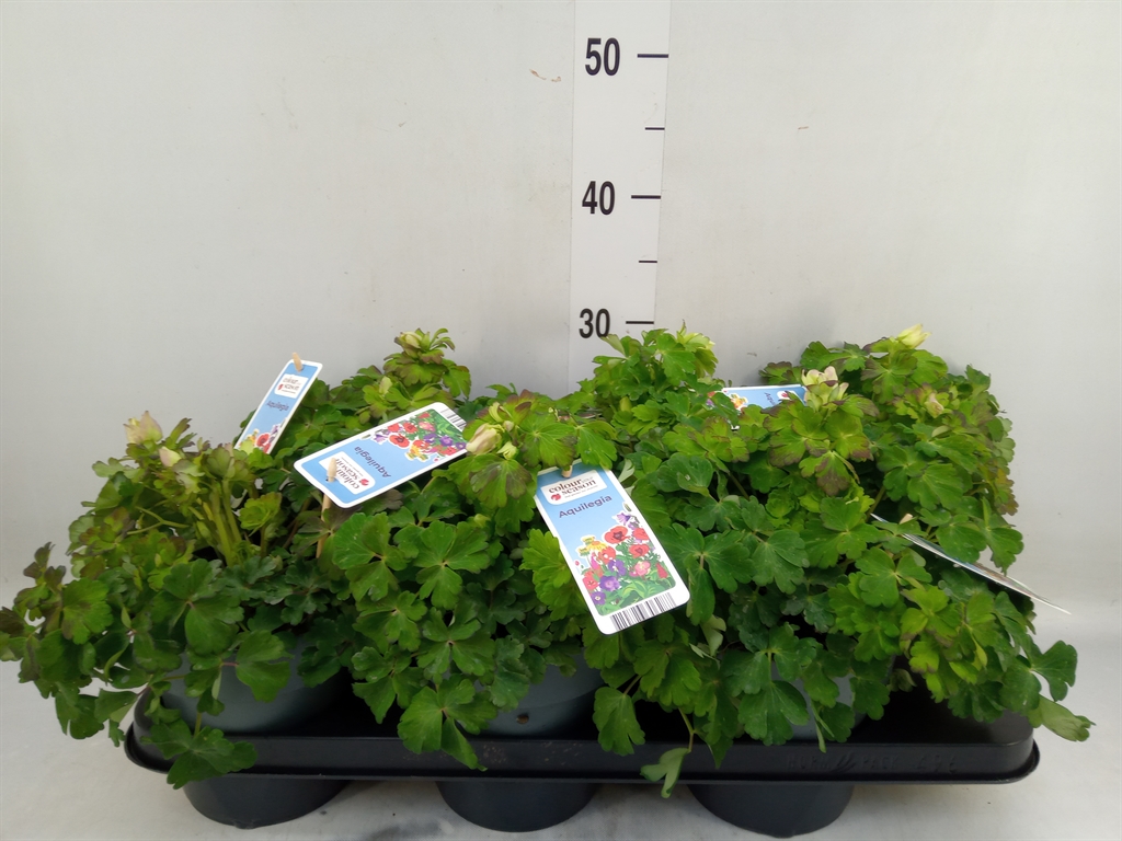 Горшечные цветы и растения оптом Aquilegia   ... от 6шт из Голландии с доставкой по России