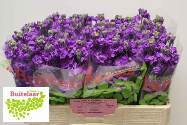 Срезанные цветы оптом Matthiola violet от 60шт из Голландии с доставкой по России
