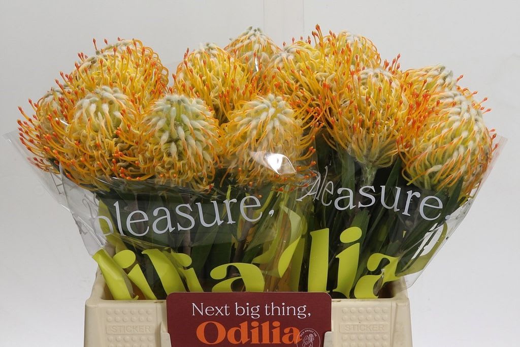 Срезанные цветы оптом Nutans goldie от 30шт из Голландии с доставкой по России