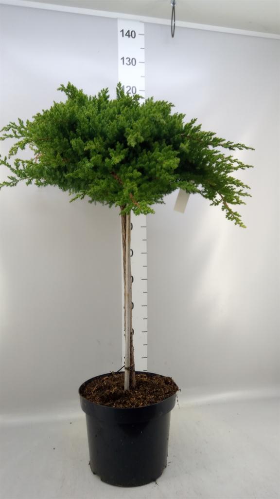 Горшечные цветы и растения оптом Juniperus Procumbens nana от 1шт из Голландии с доставкой по России