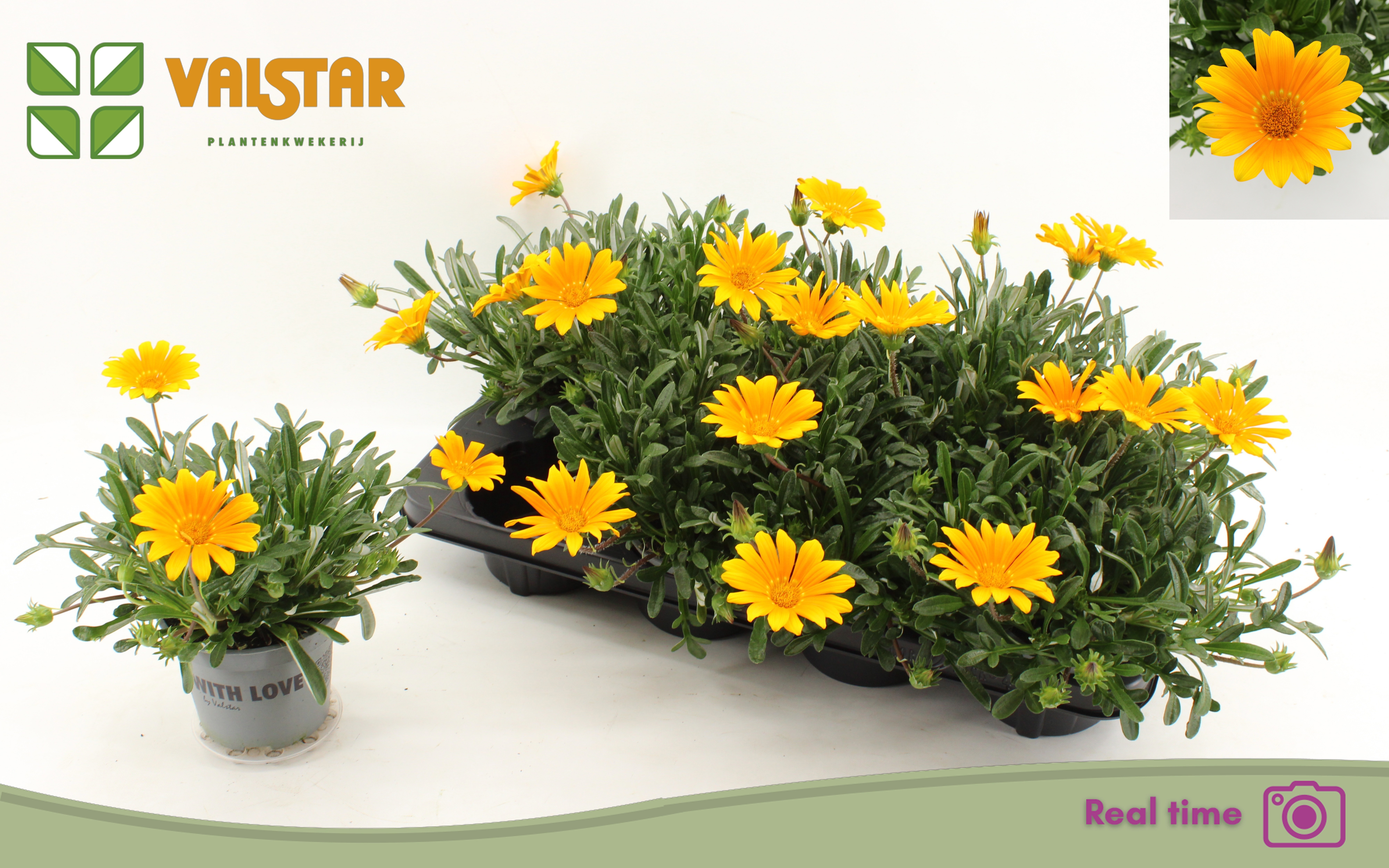 Горшечные цветы и растения оптом Gaz R Gelbe Jupite от 8шт из Голландии с доставкой по России