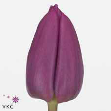 Срезанные цветы оптом Tulipa si purple prince от 100шт из Голландии с доставкой по России