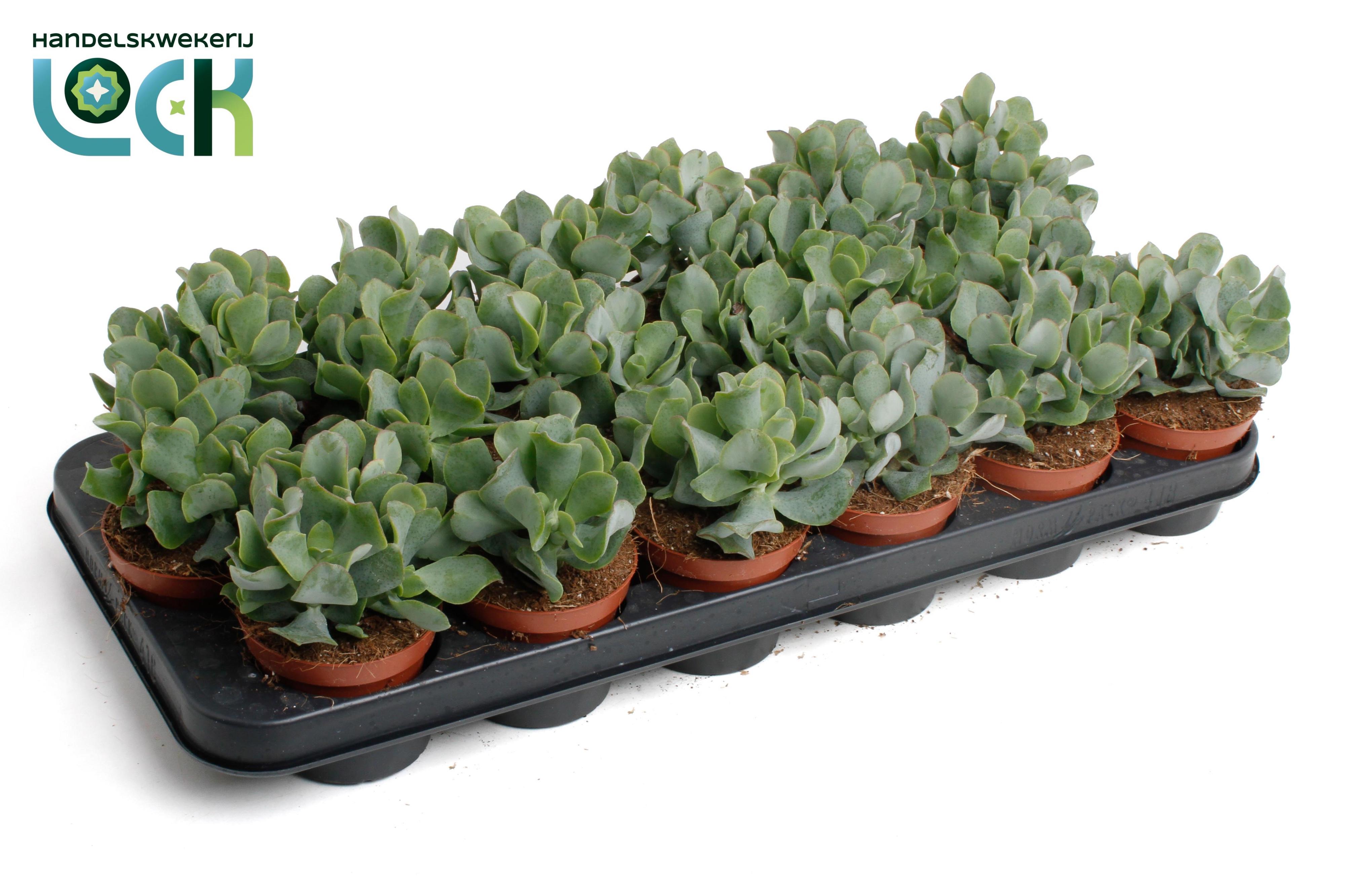 Горшечные цветы и растения оптом Crassula Arborensis Cristaat от 12шт (для телеги) из Голландии с доставкой по России