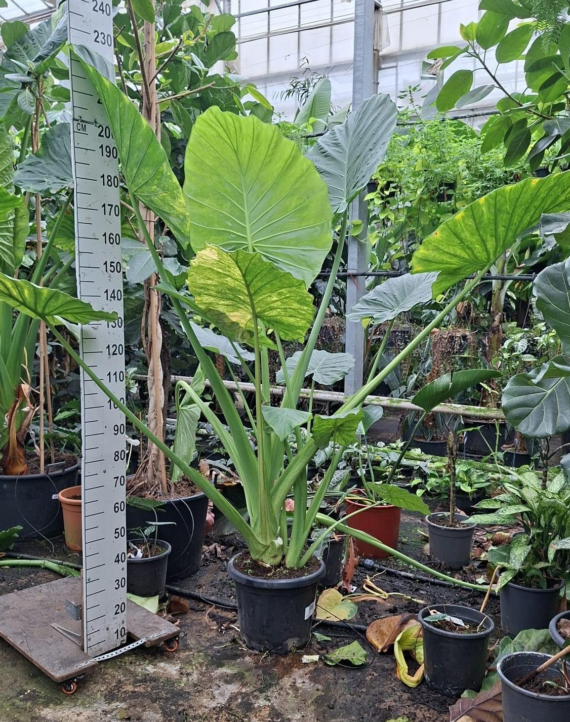 Горшечные цветы и растения оптом Alocasia Macrorhiza от 1шт (для телеги) из Голландии с доставкой по России