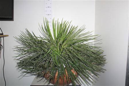 Горшечные цветы и растения оптом Agave Geminiflora In Terracotta Pot 45 Cm от 1шт из Голландии с доставкой по России
