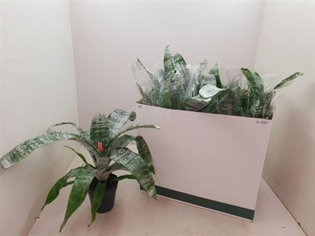 Горшечные цветы и растения оптом Aechmea Primera Xl от 8шт из Голландии с доставкой по России