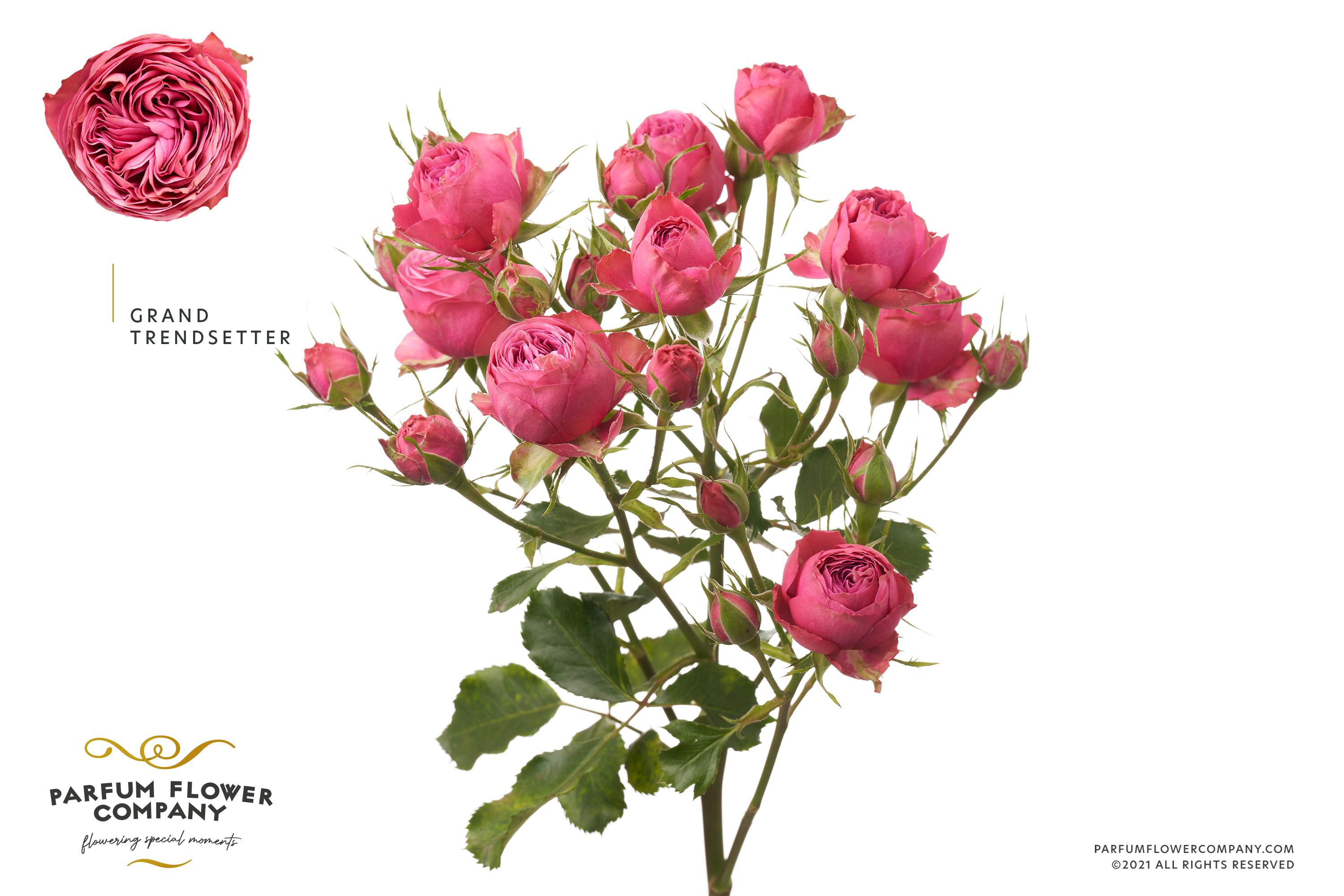 Срезанные цветы оптом Rosa spray grand trendsetter от 12шт из Голландии с доставкой по России