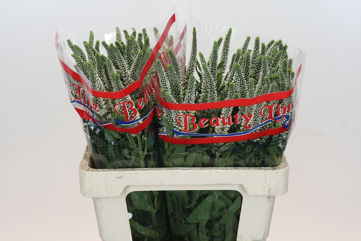 Срезанные цветы оптом Veronica skyler white от 100шт из Голландии с доставкой по России