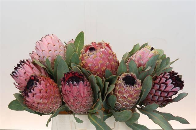 Срезанные цветы оптом Protea barbigera от 10шт из Голландии с доставкой по России
