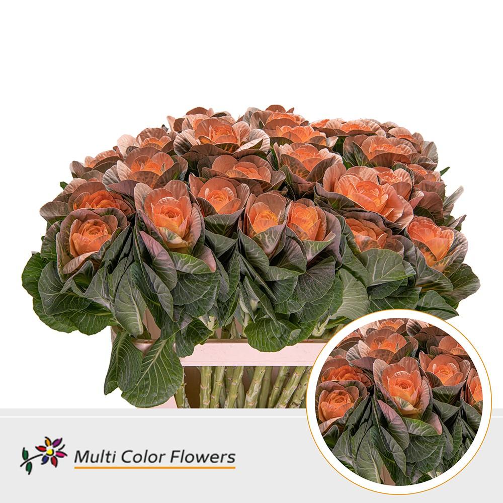 Срезанные цветы оптом Brassica paint apricot от 30шт из Голландии с доставкой по России