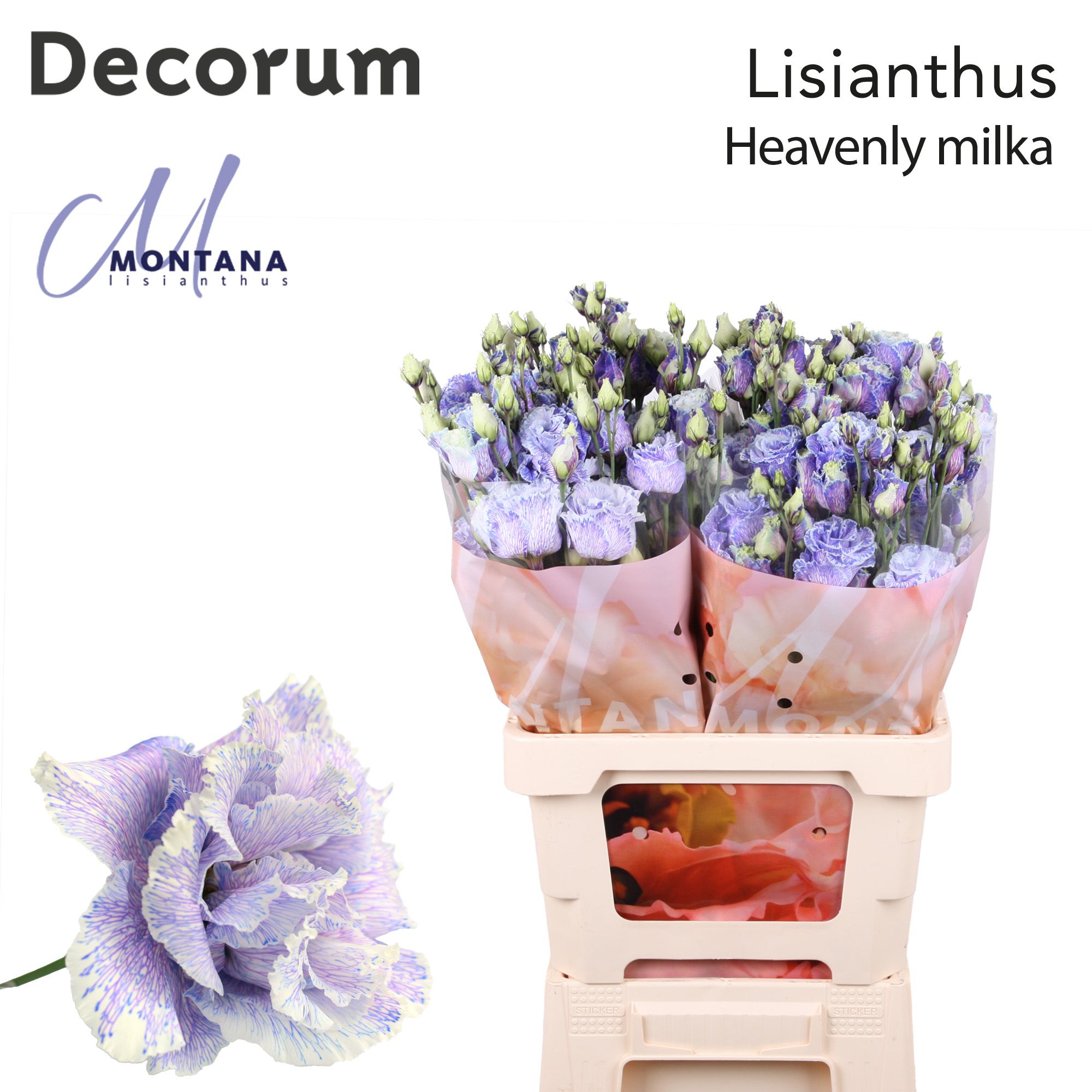 Срезанные цветы оптом Lisianthus do paint heavenly milka от 20шт из Голландии с доставкой по России