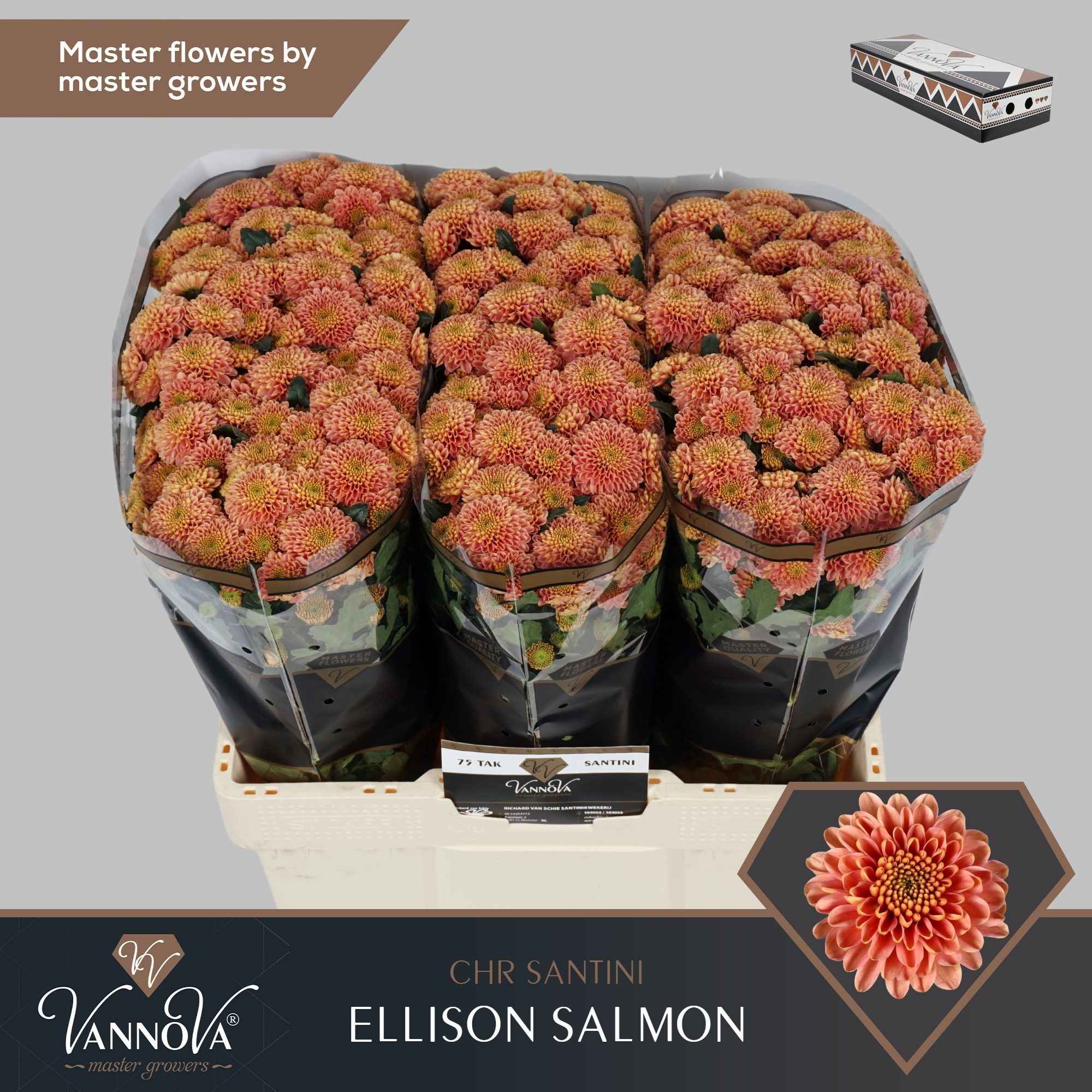 Срезанные цветы оптом Chrys sa ellison salmon от 225шт из Голландии с доставкой по России