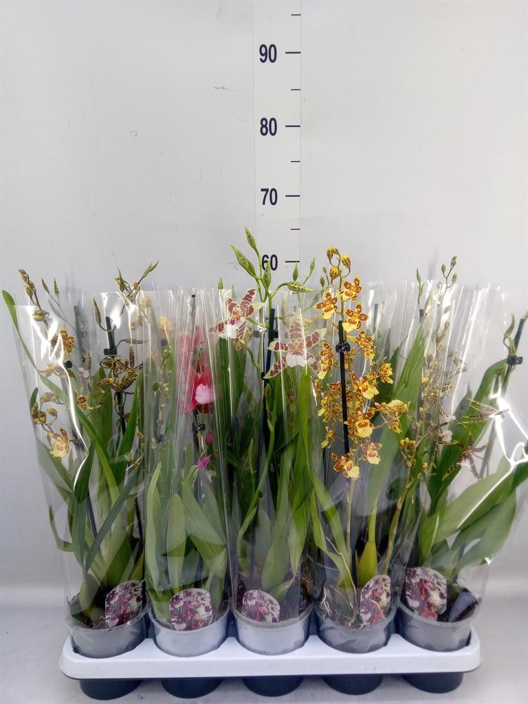 Горшечные цветы и растения оптом Cambria 1st Mix от 10шт из Голландии с доставкой по России