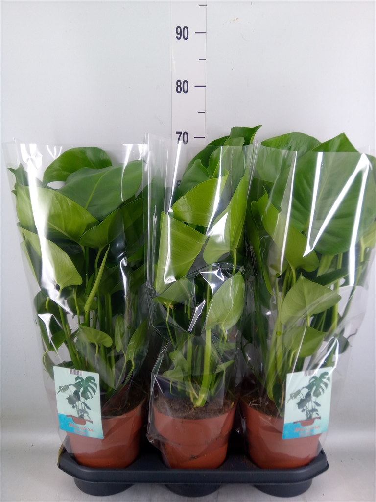 Горшечные цветы и растения оптом Monstera Delic. от 3шт из Голландии с доставкой по России