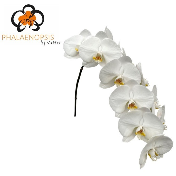 Срезанные цветы оптом Phalaenopsis magnificent maliha (per flower) от 12шт из Голландии с доставкой по России