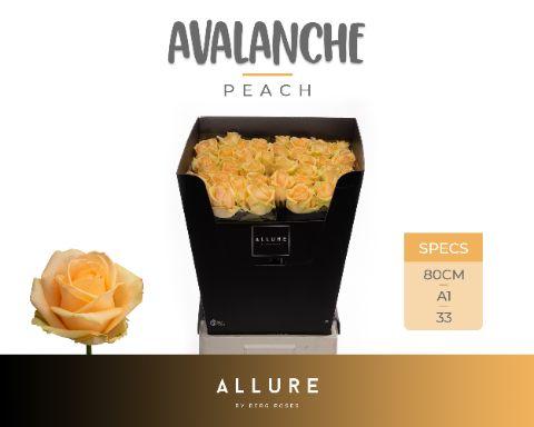 Срезанные цветы оптом Rosa large peach avalanche+ Allure от 40шт из Голландии с доставкой по России