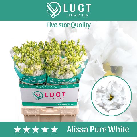 Срезанные цветы оптом Lisianthus do alissa pure white от 50шт из Голландии с доставкой по России