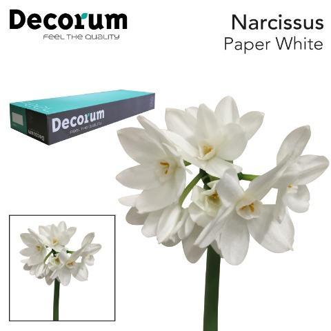 Срезанные цветы оптом Narcissus sp ziva paper white in box от 300шт из Голландии с доставкой по России