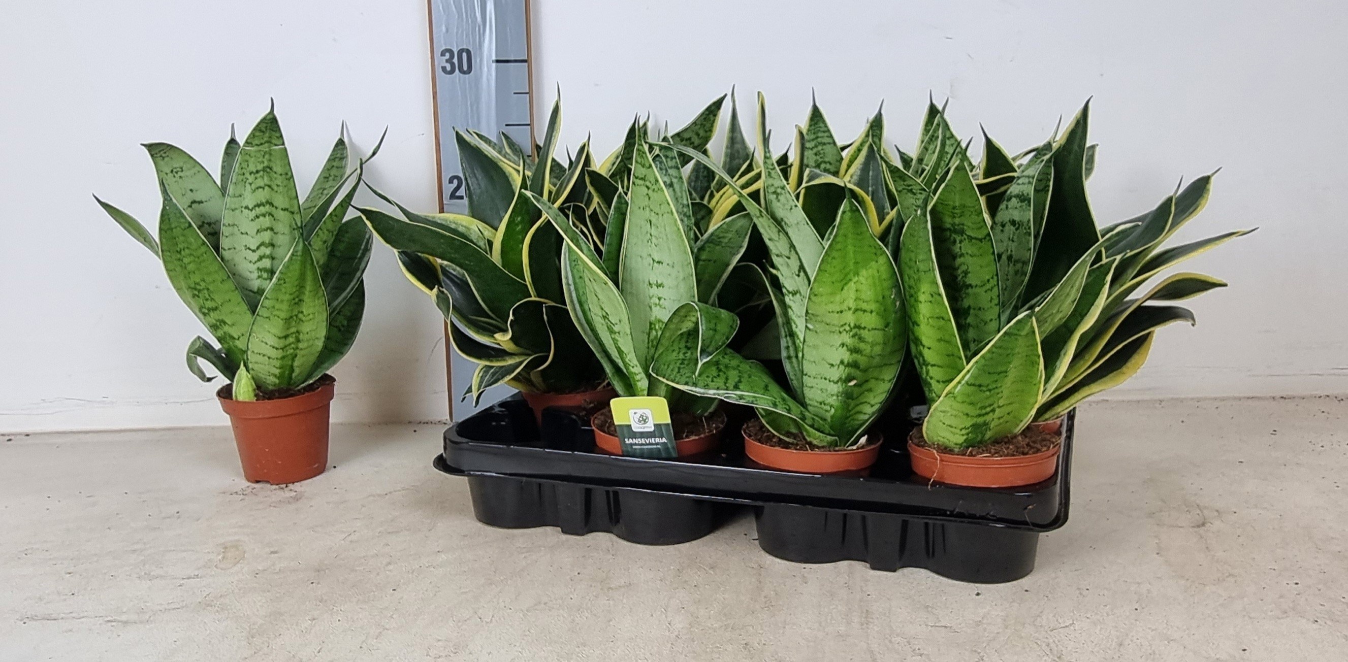 Горшечные цветы и растения оптом Sansev Trifascia Gem от 12шт (для телеги) из Голландии с доставкой по России