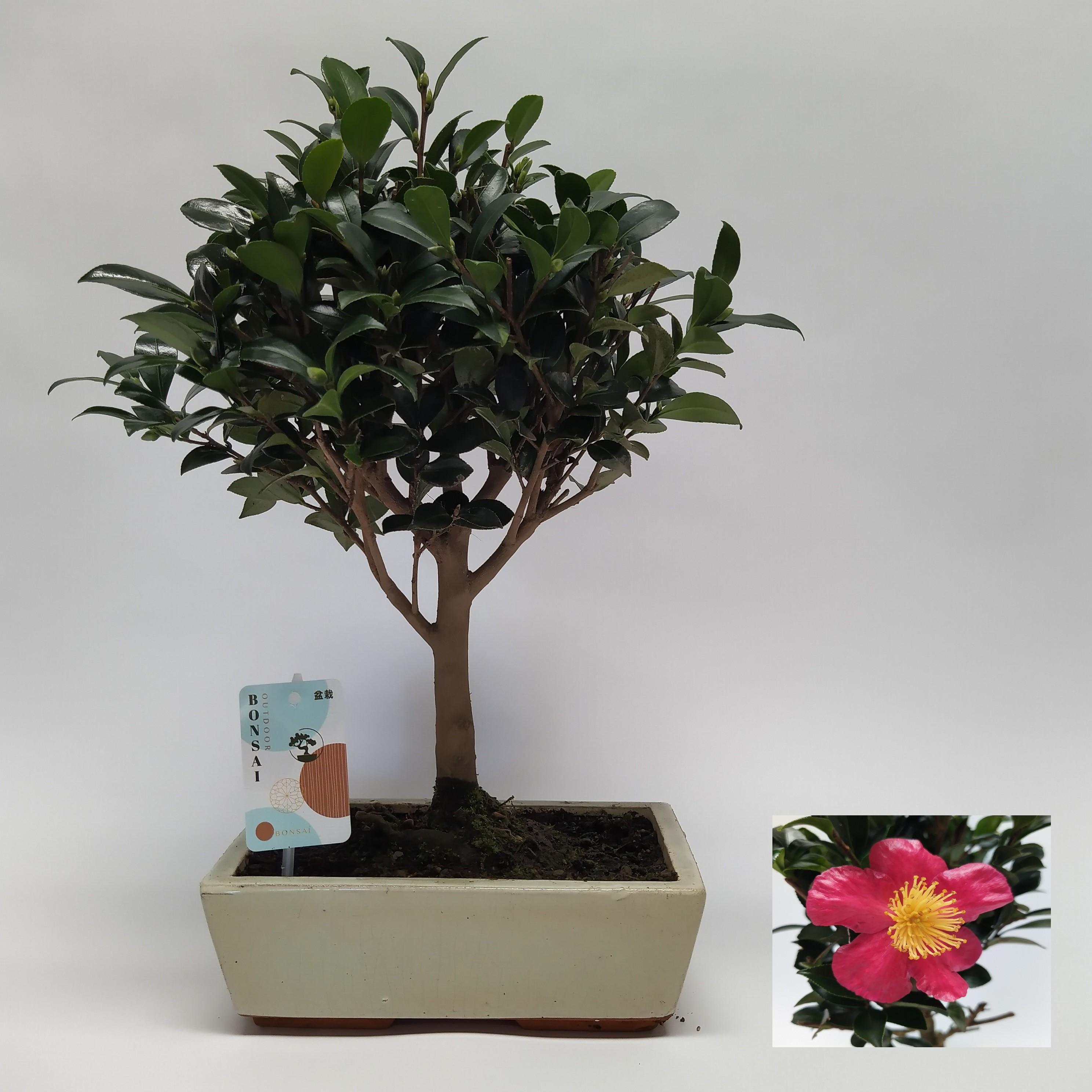 Горшечные цветы и растения оптом Camellia Sasanqua Bonsai Traditional 25 Cm от 2шт из Голландии с доставкой по России
