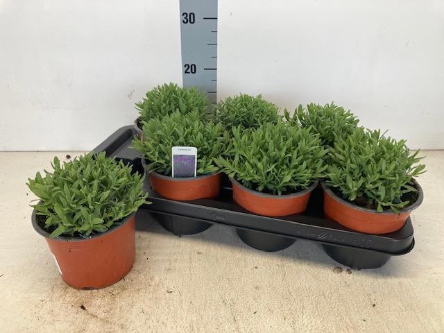 Горшечные цветы и растения оптом Lavan An Cleo Patio от 7шт из Голландии с доставкой по России